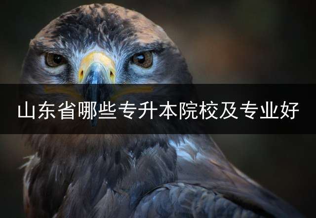 山东省哪些专升本院校及专业好？ 2023年山东大数据技术专业专升本院校？
