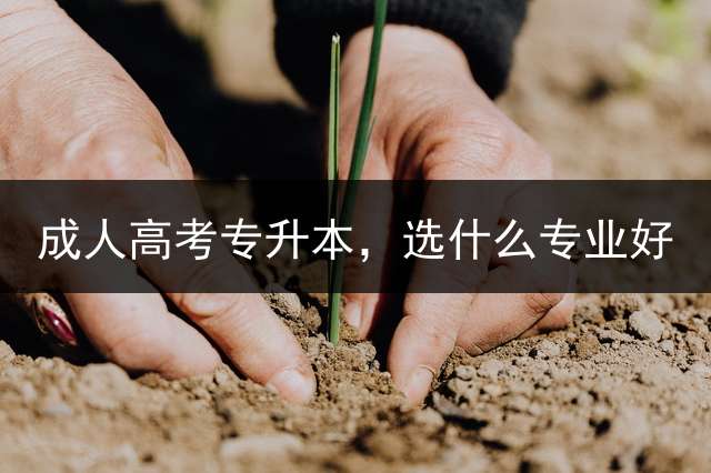 成人高考专升本，选什么专业好？