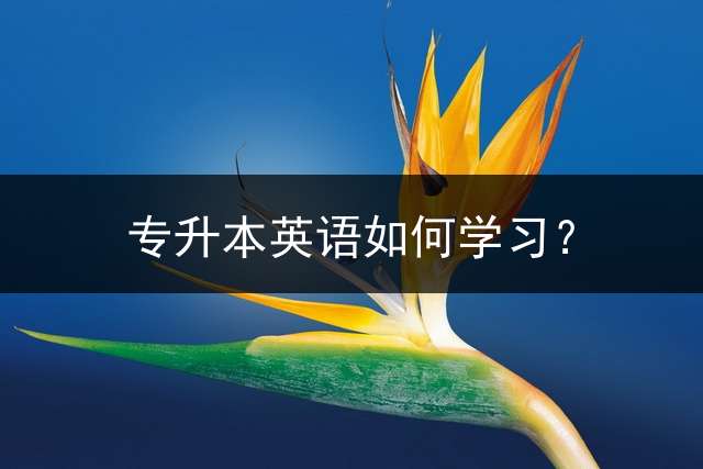 专升本英语如何学习？ (专升本英语作文常用万能句型，助你考试拿高分？)