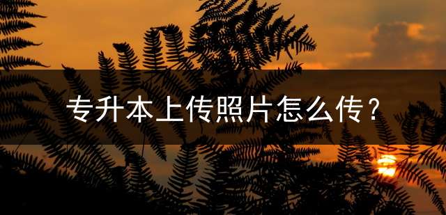 专升本上传照片怎么传？