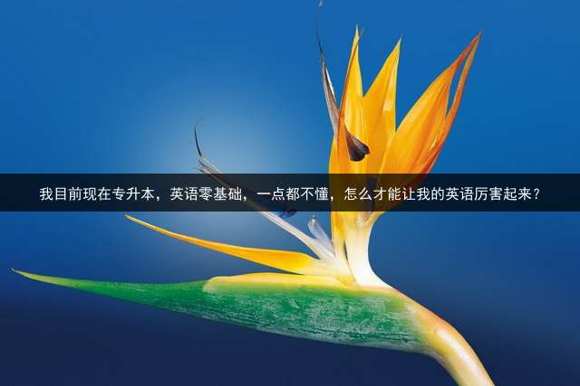 我目前现在专升本，英语零基础，一点都不懂，怎么才能让我的英语厉害起来？