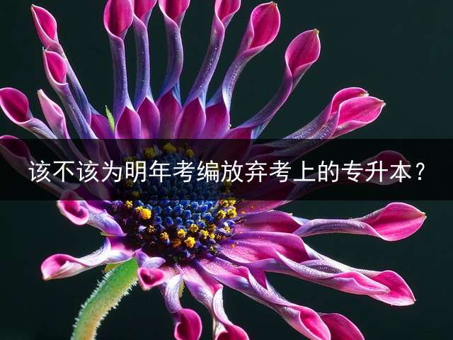 该不该为明年考编放弃考上的专升本？