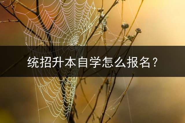 统招升本自学怎么报名？