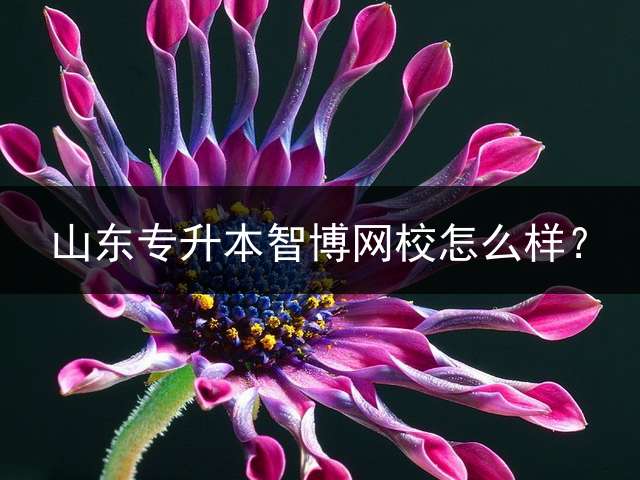 山东专升本智博网校怎么样？