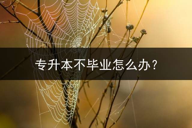 专升本不毕业怎么办？