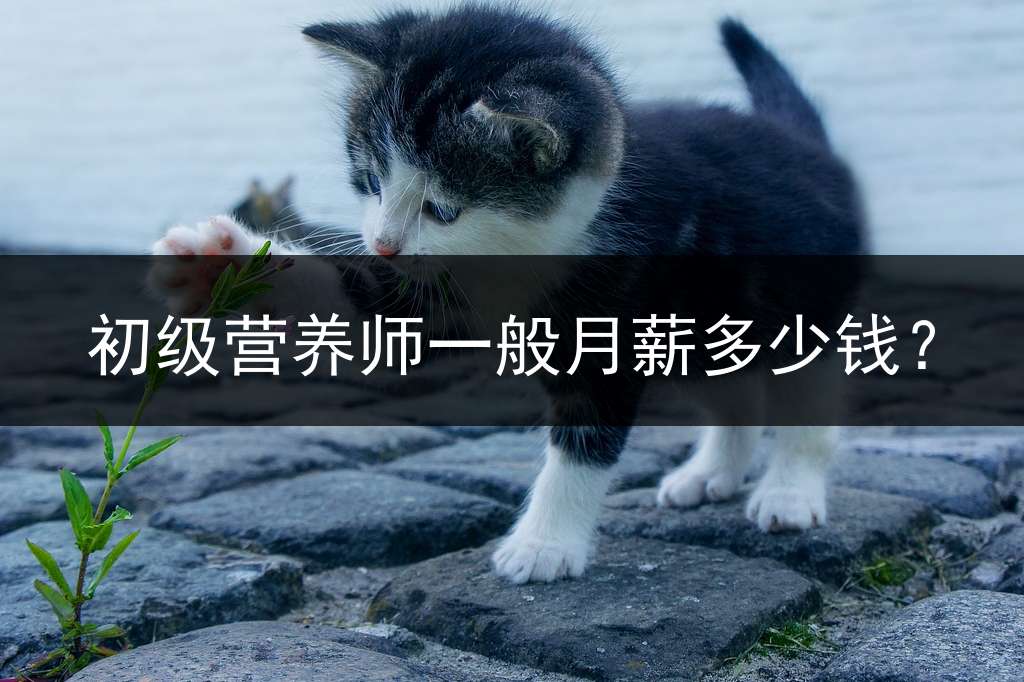 初级营养师一般月薪多少钱？