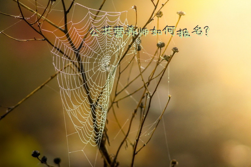 公共营养师如何报名？
