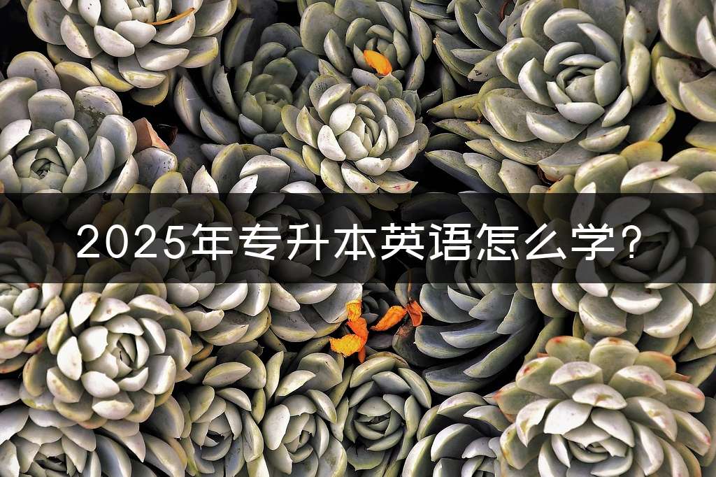 2025年专升本英语怎么学?