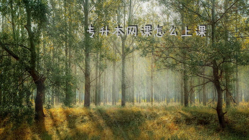 专升本网课怎么上课