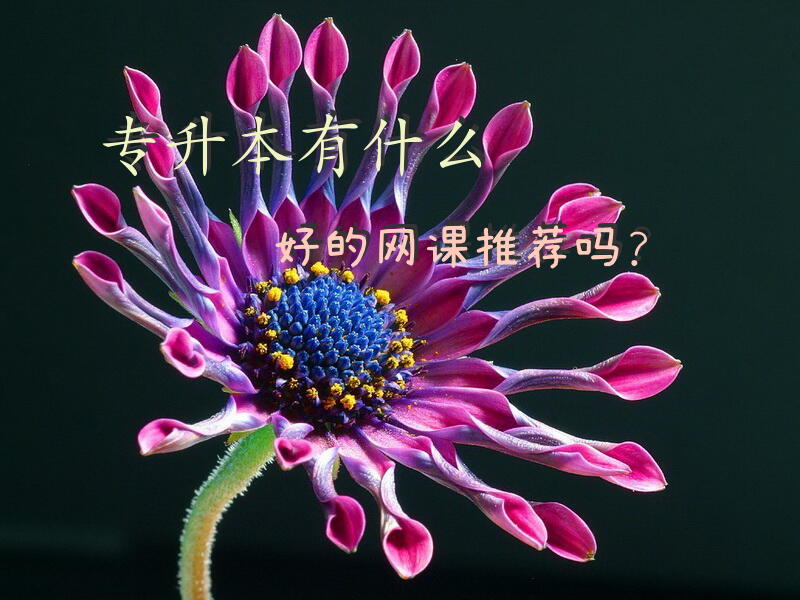 专升本有什么好的网课推荐吗？