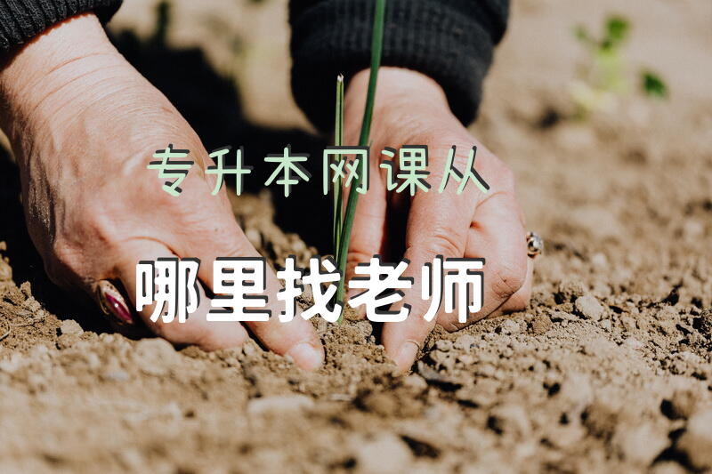 专升本网课从哪里找老师