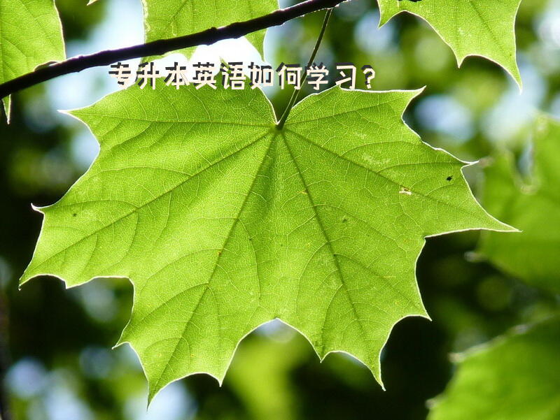 专升本英语如何学习？
