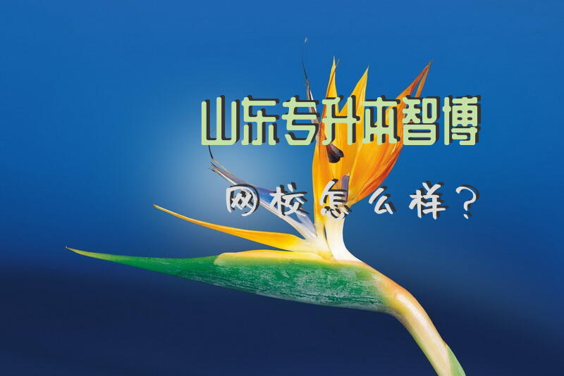 山东专升本智博网校怎么样？