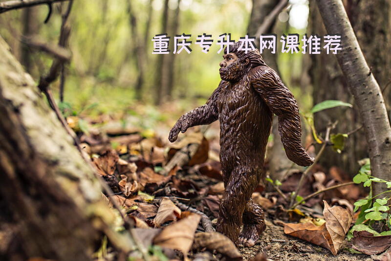 重庆专升本网课推荐