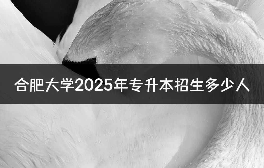 合肥大学2025年专升本招生多少人
