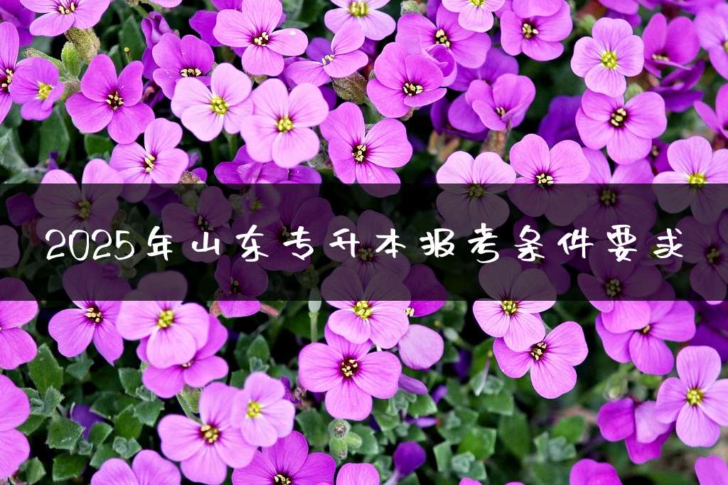 2025年山东专升本报考条件要求