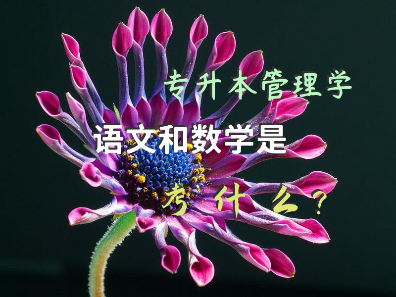专升本管理学语文和数学是考什么？