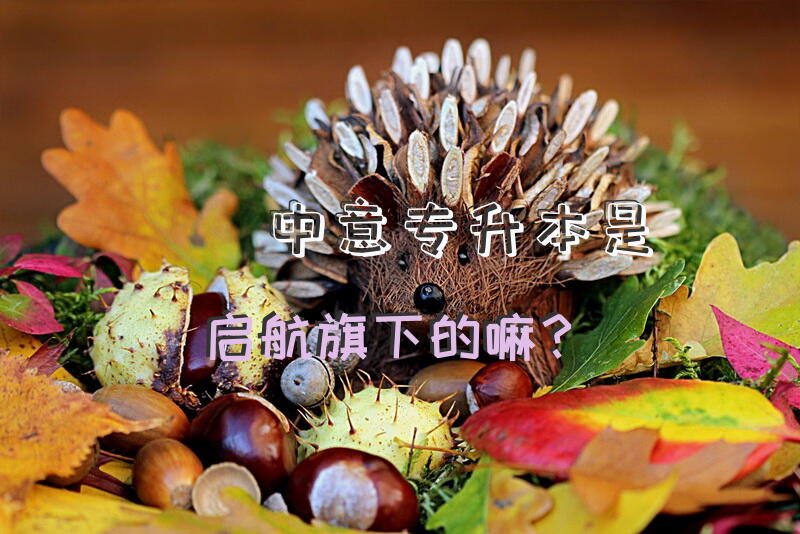 中意专升本是启航旗下的嘛？