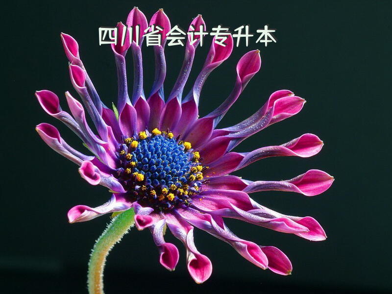 四川省会计专升本？