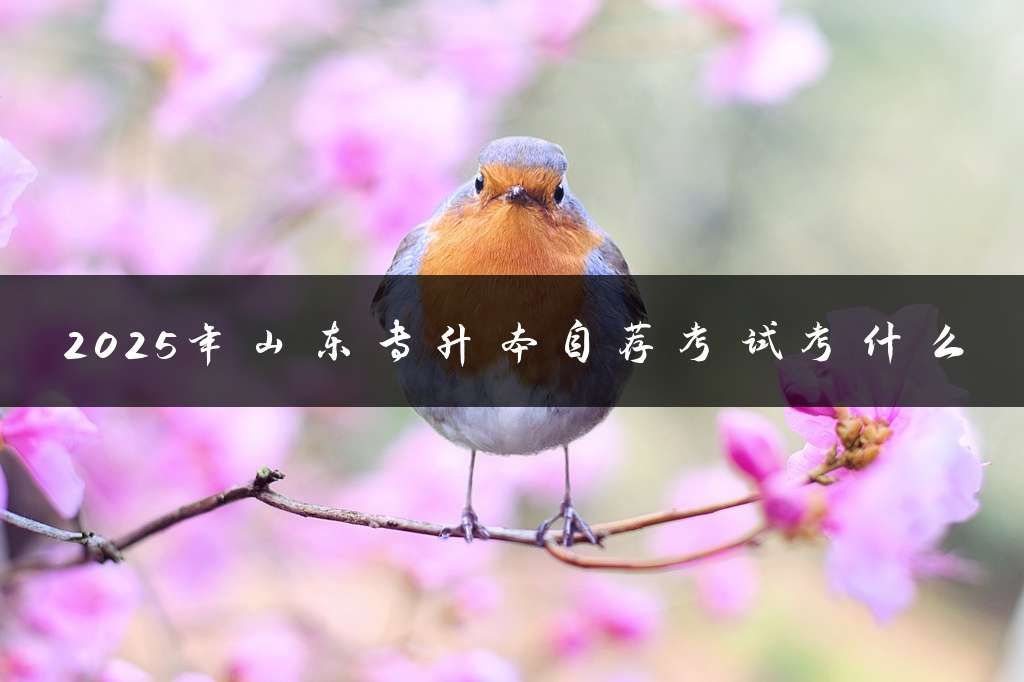 2025年山东专升本自荐考试考什么