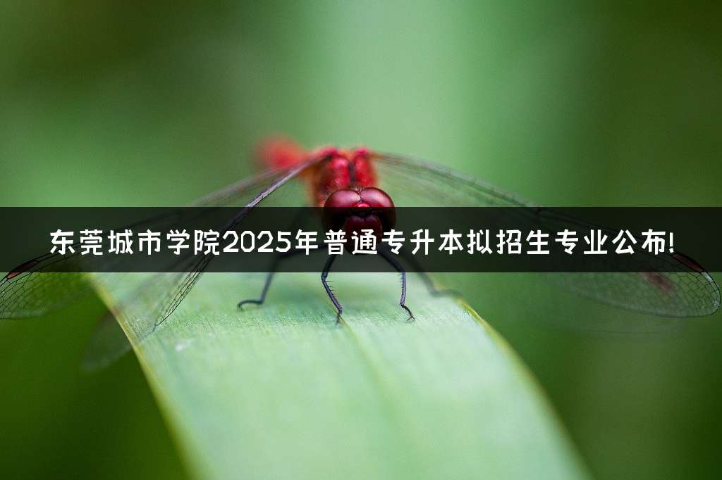东莞城市学院2025年普通专升本拟招生专业公布!