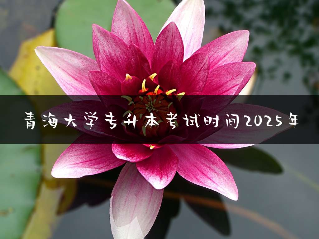 青海大学专升本考试时间2025年