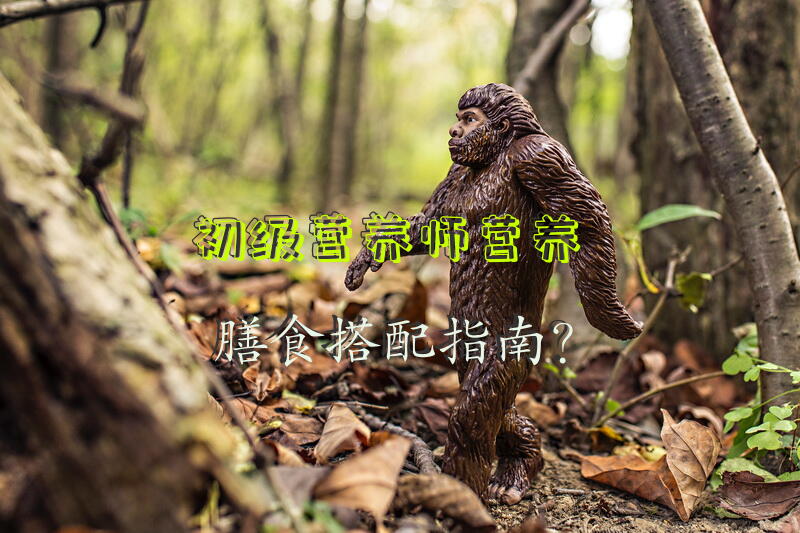 初级营养师营养膳食搭配指南？
