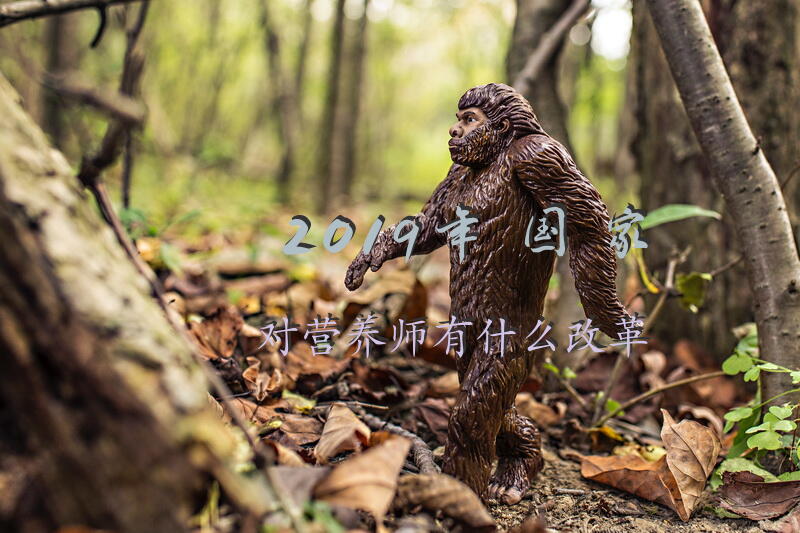 2019年国家对营养师有什么改革