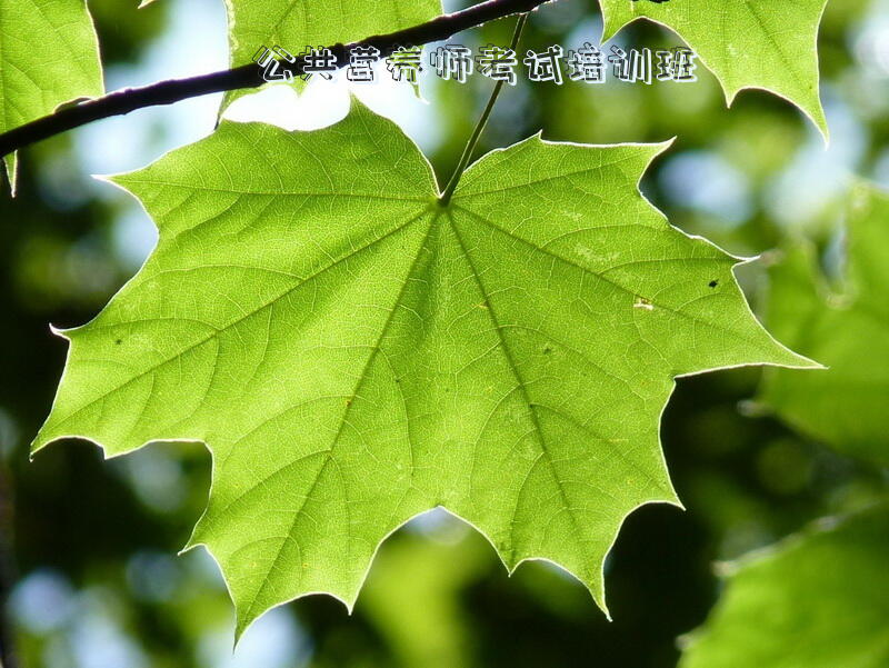 公共营养师考试培训班