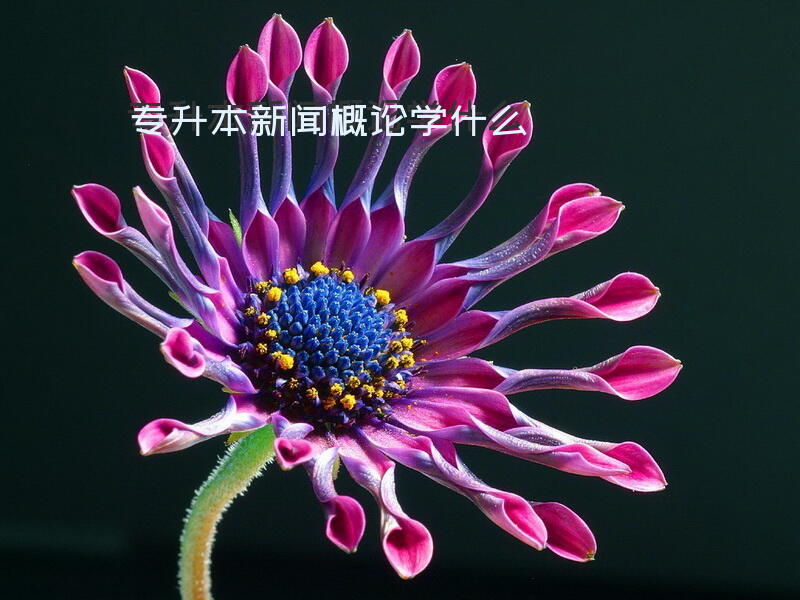 专升本新闻概论学什么