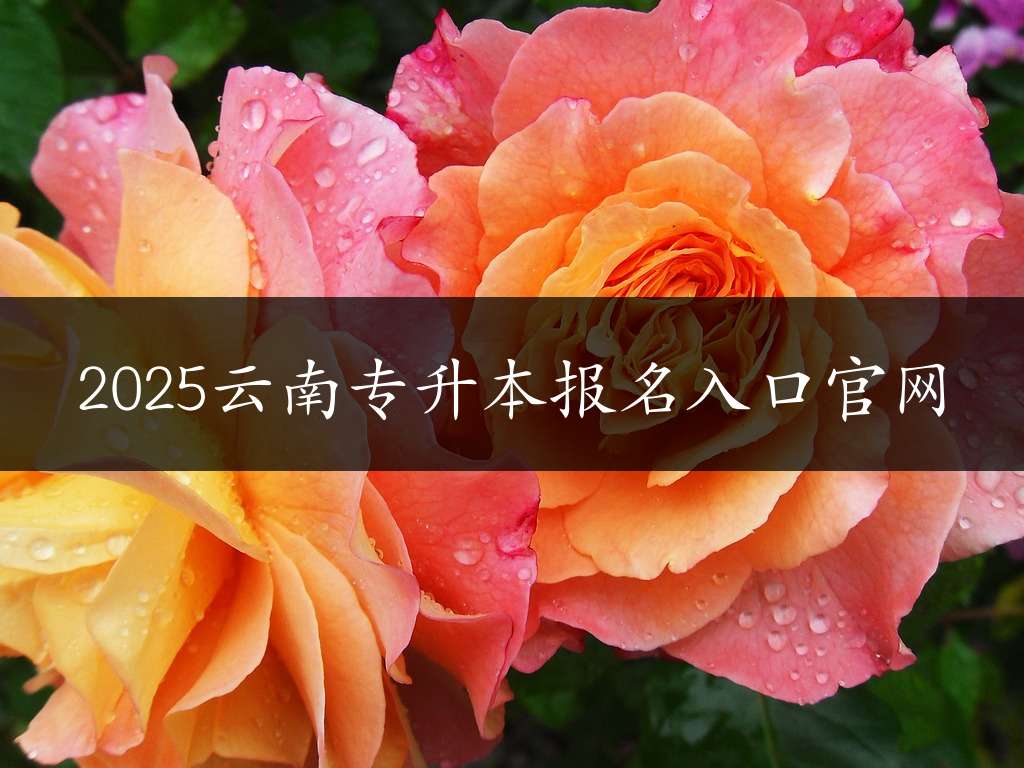 2025云南专升本报名入口官网