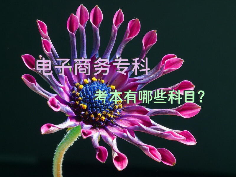 电子商务专科考本有哪些科目？