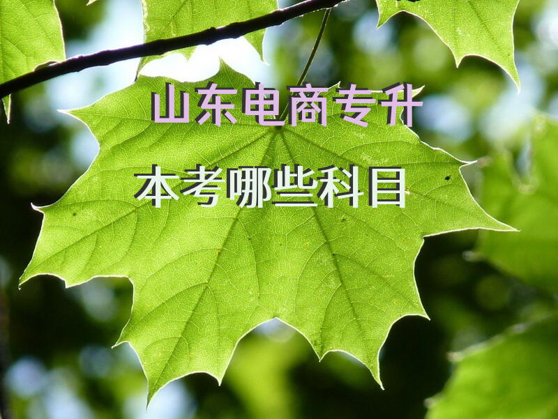 山东电商专升本考哪些科目