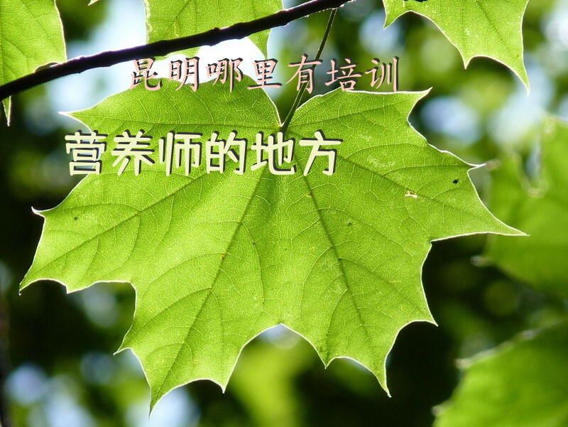 昆明哪里有培训营养师的地方