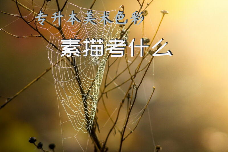 专升本美术色彩素描考什么