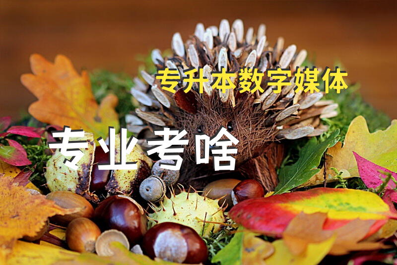 专升本数字媒体专业考啥