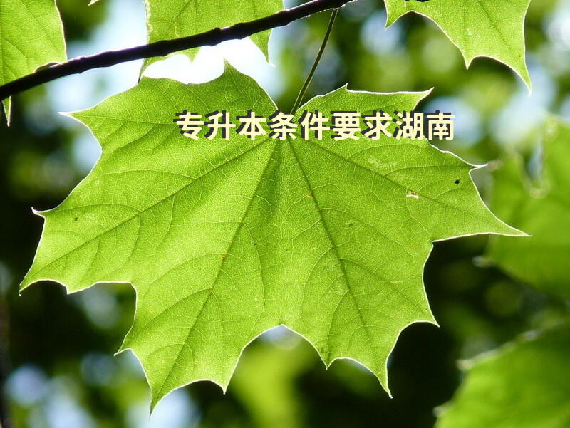 专升本条件要求湖南
