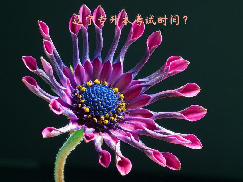 辽宁专升本考试时间？