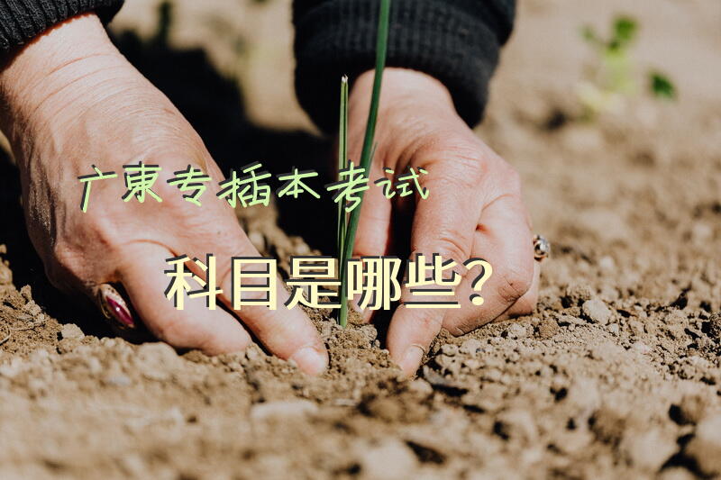广东专插本考试科目是哪些？
