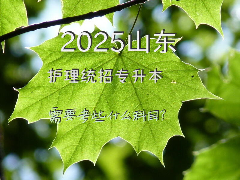 2025山东护理统招专升本需要考些什么科目？