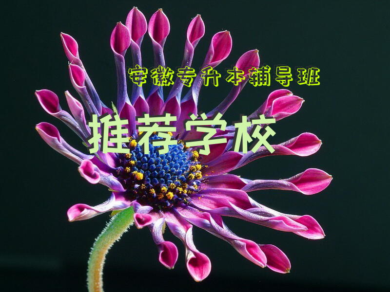 安徽专升本辅导班推荐学校