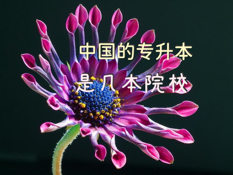 中国的专升本是几本院校