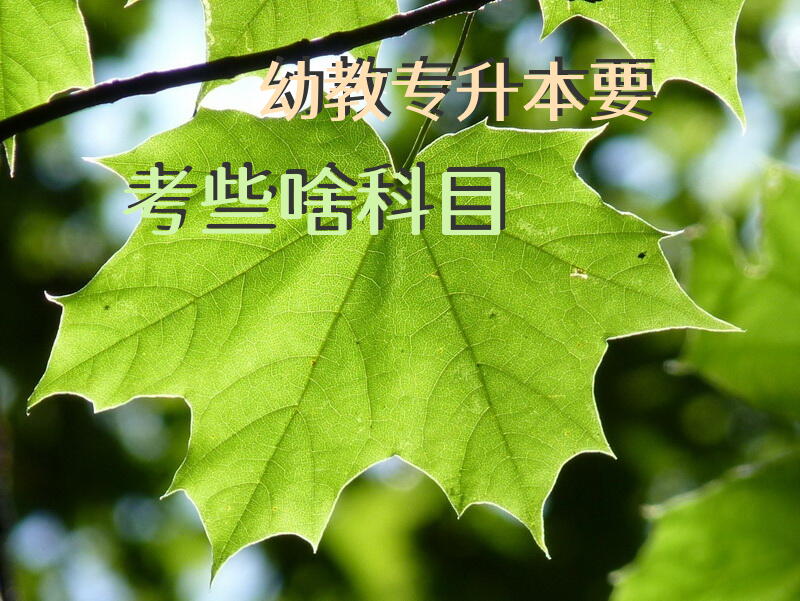 幼教专升本要考些啥科目