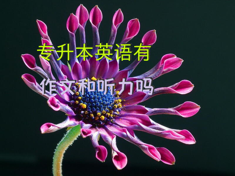 专升本英语有作文和听力吗