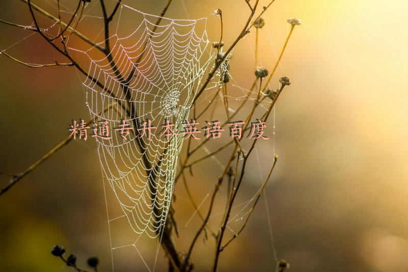 精通专升本英语百度